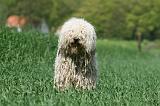 KOMONDOR 068